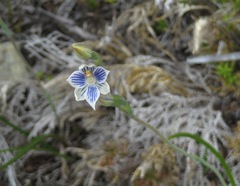 Thelymitra × dentata