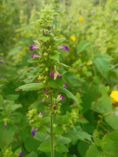 Indian catmint