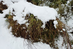 Stachys rigida rigida