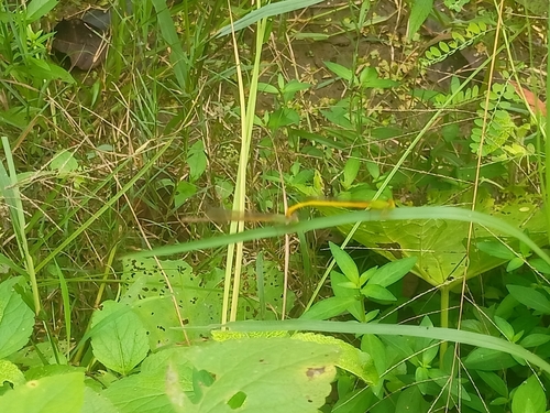 Coromandel Marsh Dart