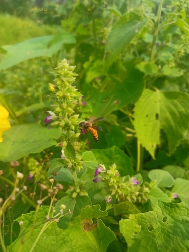 Giant Honey Bee