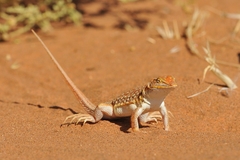 Meroles cuneirostris