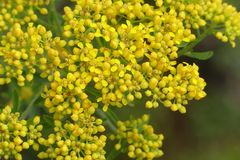 Odontarrhena muralis