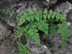 Myriopteris microphylla