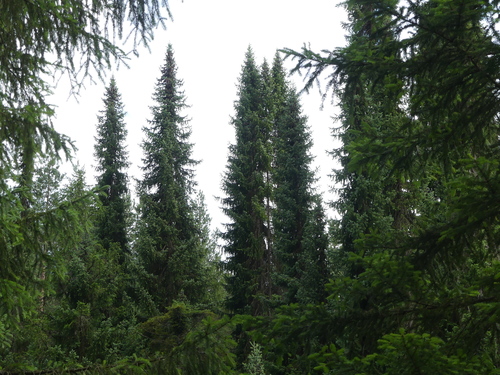 Serbian spruce