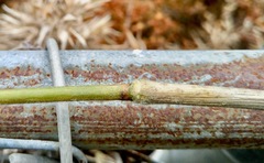 Dichanthelium scoparium