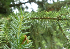 Picea omorika