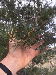 Pinus remota