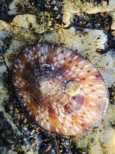 Cellana karachiensis