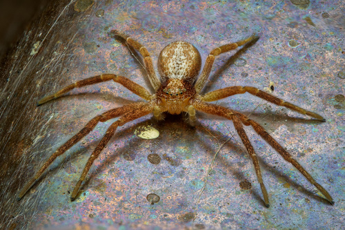 Nearctic White-striped Running Crab Spider photo 5