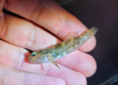 Hong Kong frillfin goby (Bathygobius hongkongensis) — Gobiidae — 2