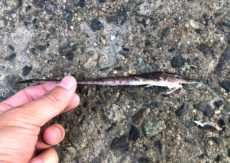 Longnose poacher