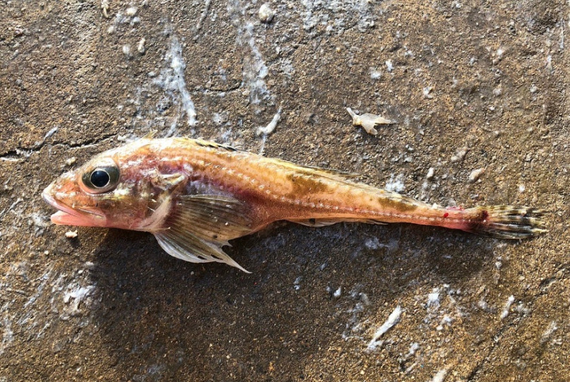 Thory Sculpin