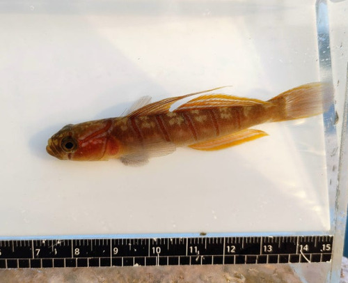 Whitebanded goby (Pterogobius zonoleucus) — Gobiidae — 3