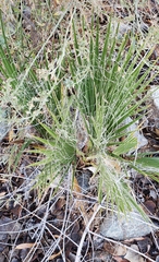 Washingtonia filifera