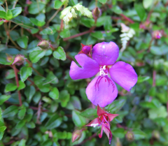 Heterocentron elegans