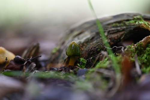 Gliophorus psittacinus