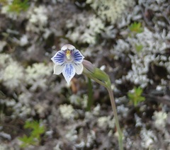 Thelymitra × dentata