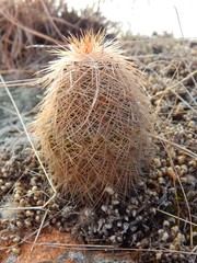 Echinocereus reichenbachii baileyi