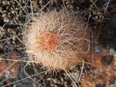 Echinocereus reichenbachii baileyi