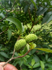Tabernaemontana catharinensis