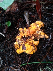 Cantharellus californicus