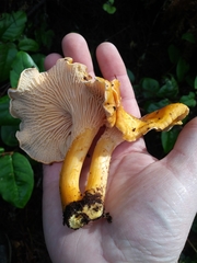 Cantharellus californicus