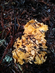 Cantharellus californicus