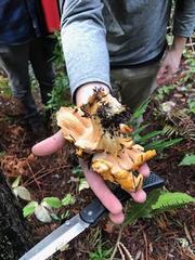 Cantharellus californicus