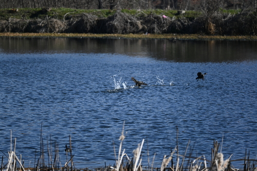 Eurasian Moorhen