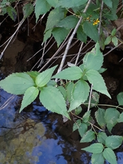 Simsia lagasceiformis