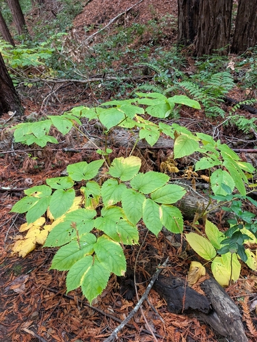 California Spikenard foliage