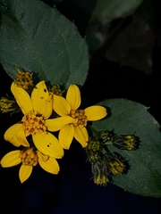 Simsia lagasceiformis