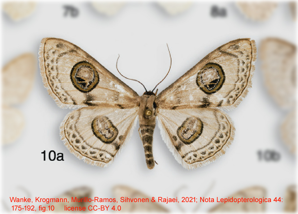 Problepsis cinerea