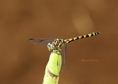 Paragomphus reinwardtii
