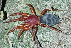 Nops variabilis