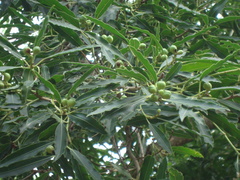 Sapium haematospermum
