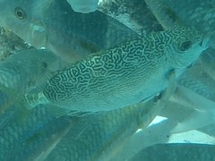 Siganus spinus