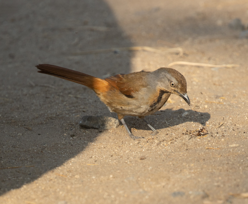 Collared Palm Thrush (Cichladusa arquata), photo 5