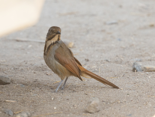 Collared Palm Thrush (Cichladusa arquata), photo 7