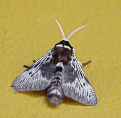 Megalopyge albicollis