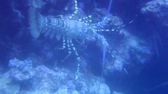 Panulirus ornatus