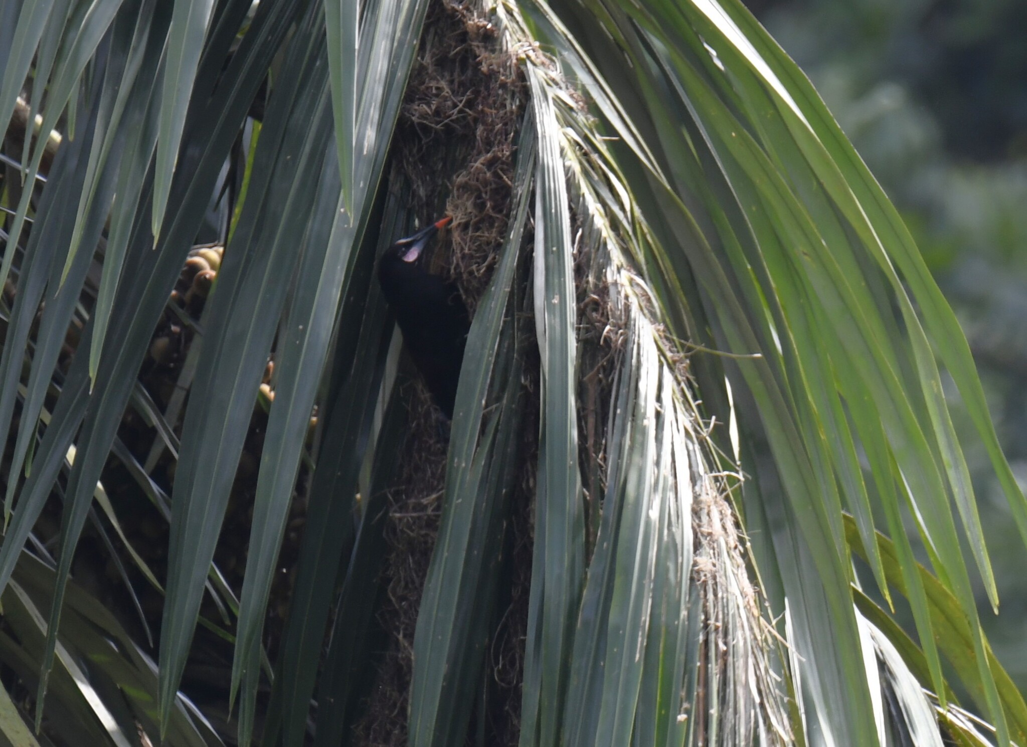 Baudo Oropendola (Psarocolius cassini), photo 9