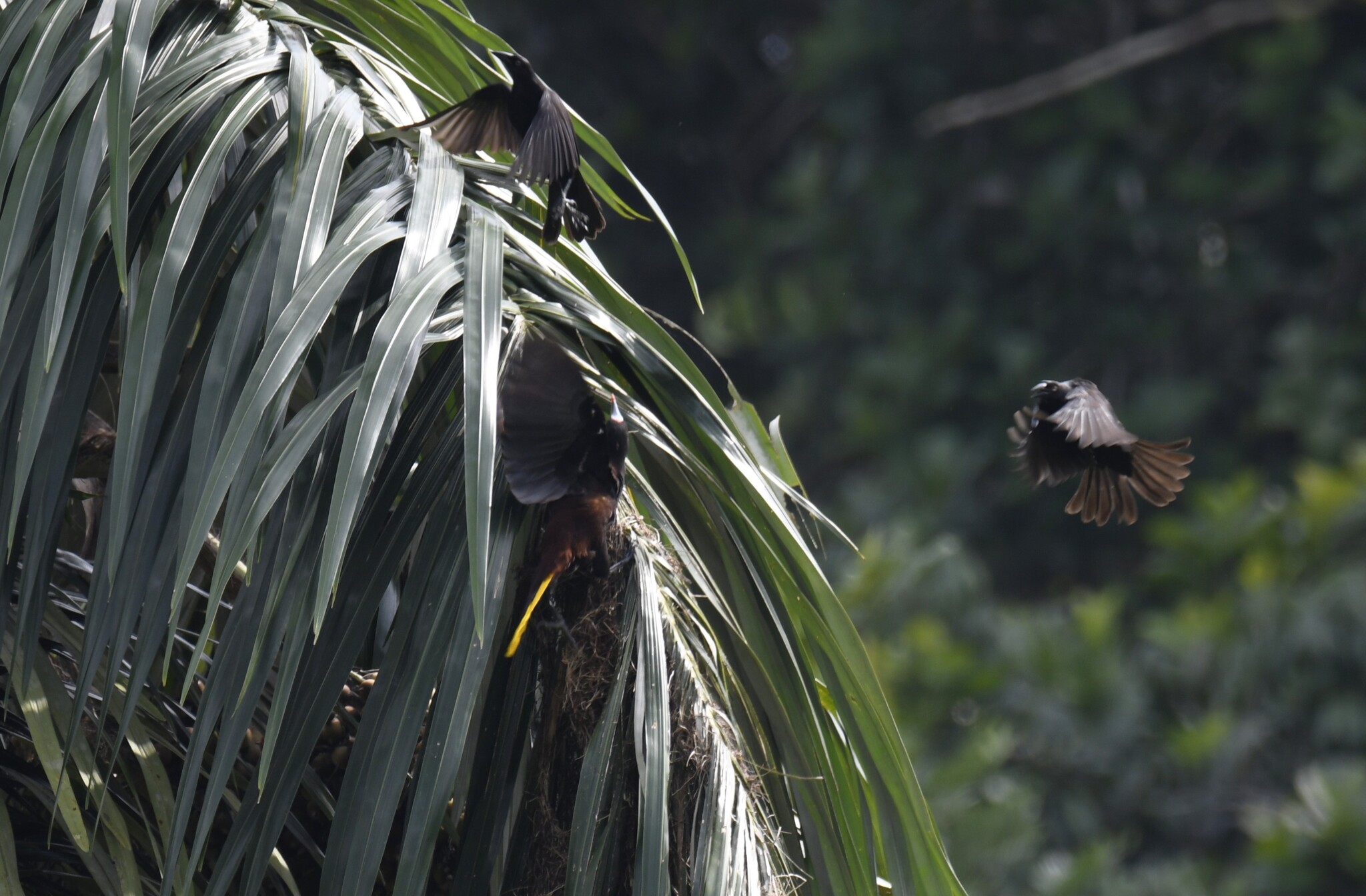 Baudo Oropendola (Psarocolius cassini), photo 8