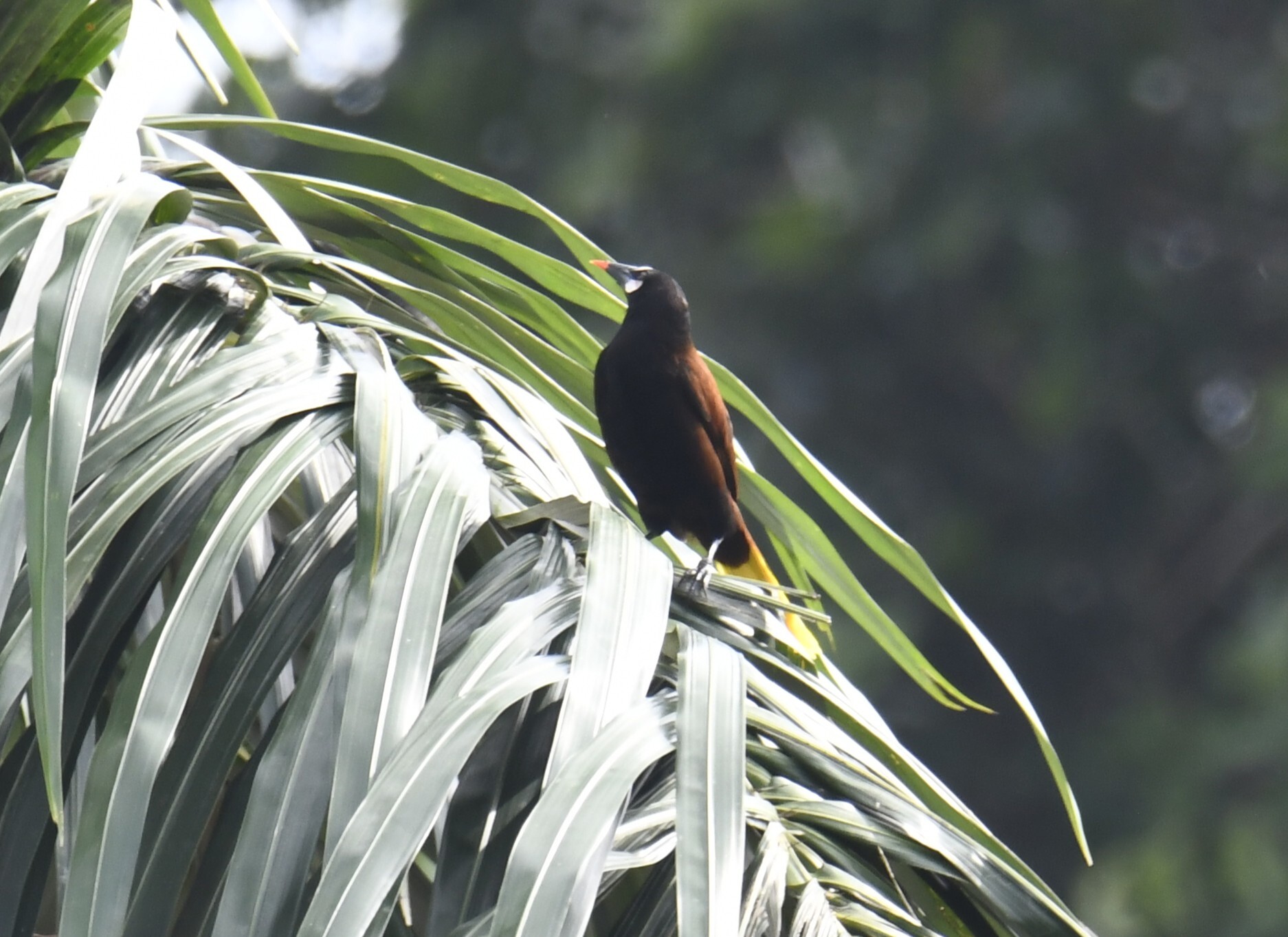 Baudo Oropendola (Psarocolius cassini), photo 6