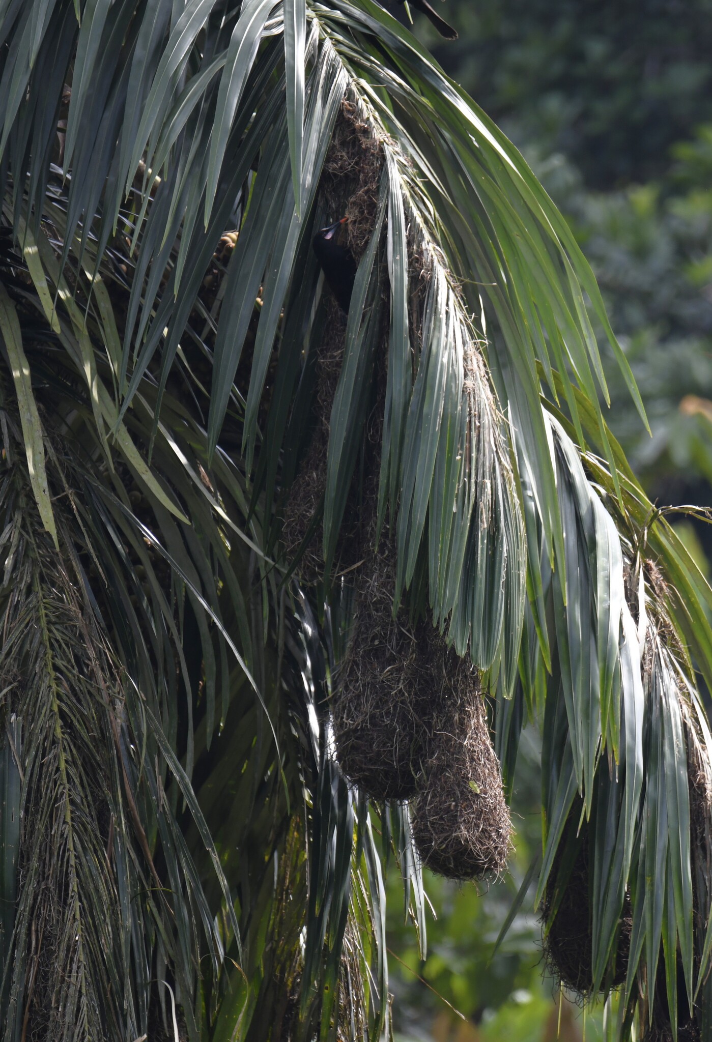 Baudo Oropendola (Psarocolius cassini), photo 10