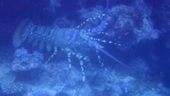 Panulirus ornatus