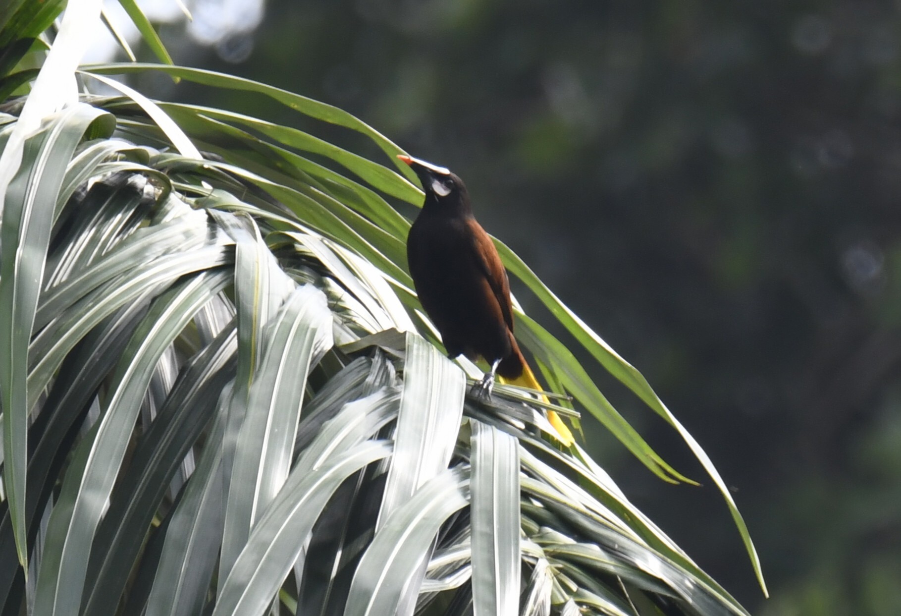 Baudo Oropendola (Psarocolius cassini), photo 5