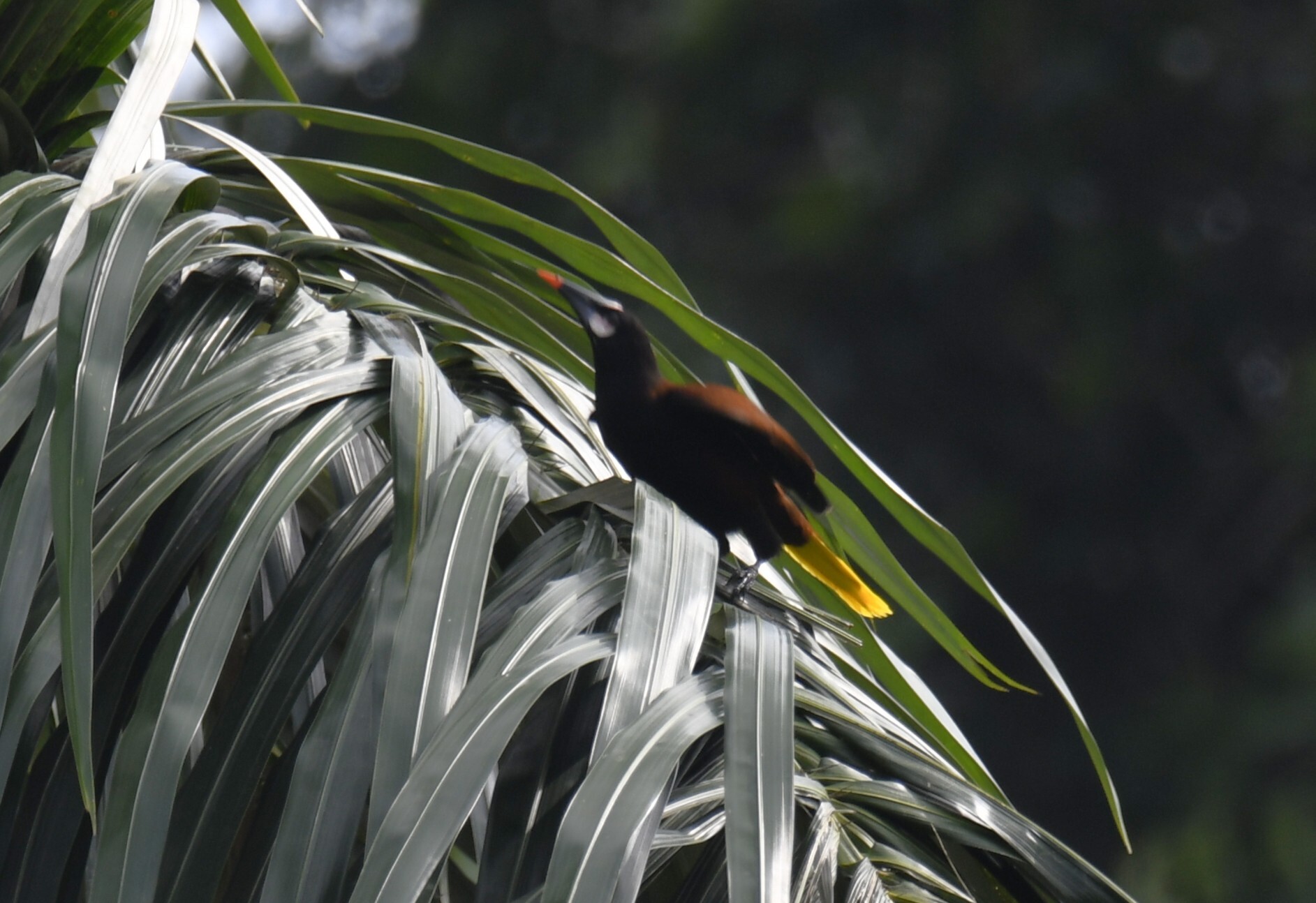 Baudo Oropendola (Psarocolius cassini), photo 7