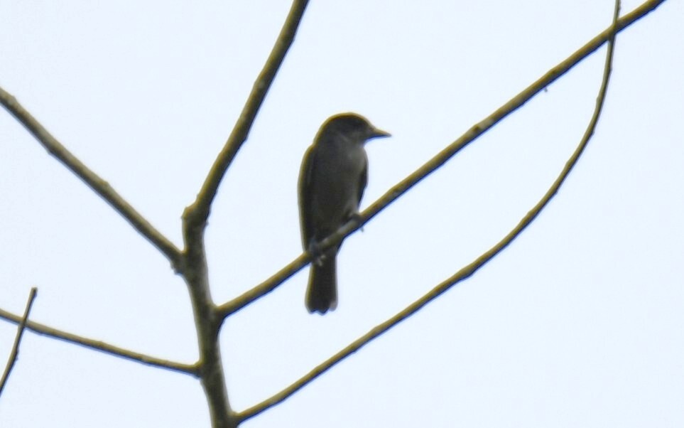 One-colored Becard (Pachyramphus homochrous), photo 7